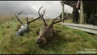 Hunting red stags ruahine
