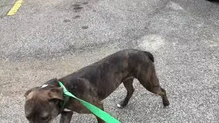 Zeus (90) and Rebelde (803)