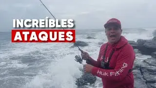 Ataque de Sábalos y Mucha Actividad En Esta Playa De Veracruz 