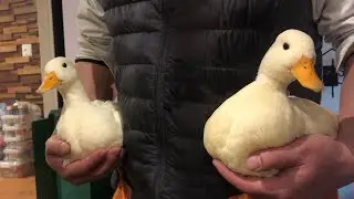 見分けがつかないコールダック。