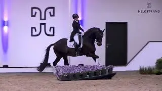 Franklin by Ampére / Ferro - stallion born 2010 (ENG)