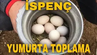 YUMURTA TOPLAMA / İSPENÇ YARKA / İSPENÇ DAMIZLIK / EGG COLLECTING / SPINNING SCAR / SPINCH STAMP