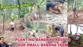 PLANTING BANANA TRESS IN OUR SMALL BANANA FARM IN THE MOUNTAIN #satisfyingvideo #viral #trend 