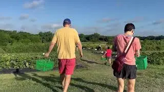 Pure Land PYO Online Course Promo