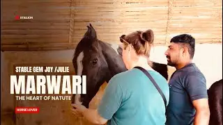 Marwadi ghode ka vyavhaar aur riding Julie, Joy aur Shera ke saath | #marwarihorse #horsebehavior