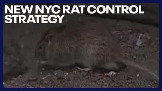 New NYC rat control strategy: Birth control, not poison