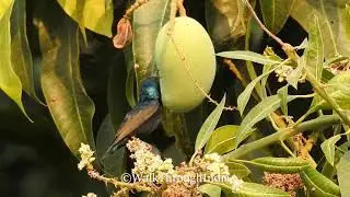 Morning Calls of Male Purple Sunbird -  A सनबर्ड  Video