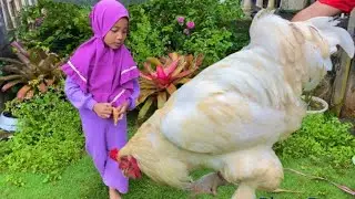 Ayam Brahma Unik Super Besar || Ayam Brahma Jumbo || Ayam Hias
