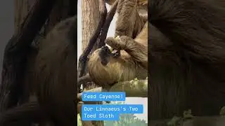 POV your Sloth Encounter