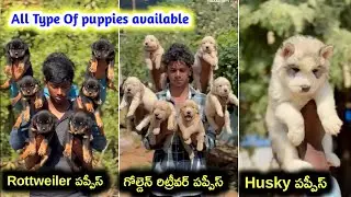 Golden retriever ,Rottweiler,Husky puppies for sale / 9392868244 /aj pets