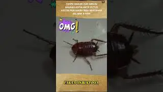 FAKTA UNIK KECOA YANG BERTAHAN HIDUP SECARA EXTREM #faktamenarikbinatang  #hewancerdas #tentanghewan
