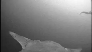 Flickering Dosidicus gigas