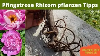 Pfingstrose Rhizom pflanzen | Tipps und Info