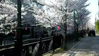 Sakura Bikeride