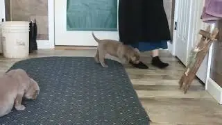Silver Lab Puppies For Sale