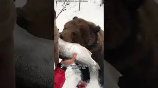 A bear and a man's 13-year bond.#animals #bear #heartwarming #rescue #shorts