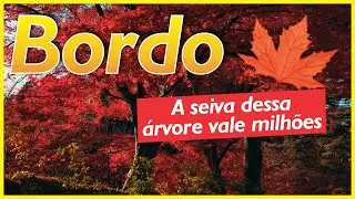 O xarope feito com a seiva bruta da árvore de bordo chega a valer 20 vezes mais que o petróleo