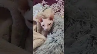 Grumpy Face, Cozy Place: Sphynx Cat Lounging 🐈🐱 #sphynx #suncats #cat #kitten #funny #pets #cute