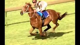 Bonecrusher - NZ's Champion