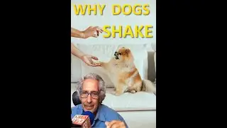Why dogs shake paws