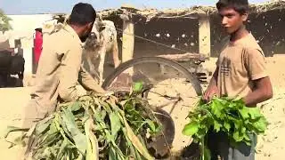 powered gear toka machine | Antique and unique village life in punjab | Traditional punjab