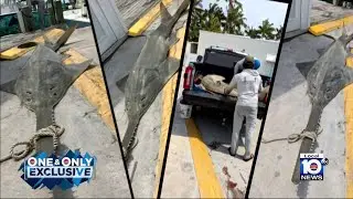 Dead Sawfish pulled from waters off Islamorada as mysterious deaths seemingly move north