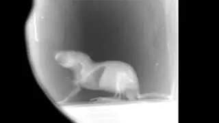 Fluoroscopy of a Rat x-ray format HD **see rat insides** HD