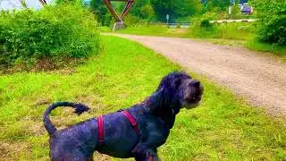 Bellende Hund wegen L&auml;rm vom autos