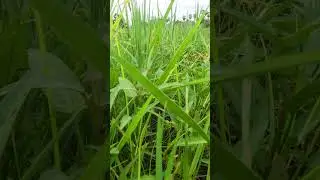 Green graze Cambodia countryside #nature #asiancountry #farming #exploreasia #discoverasia
