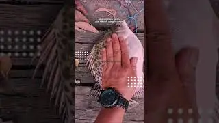 Alhamdulillah,,, Berapapun Hasilnha #mancing #mancingberau #fishing #mancingmania #mancingkiper