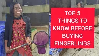 TOP 5 THINGS YOU MUST KNOW BEFORE BUYING FINGERLINGS, CATFISH FARMING IN CAMEROON