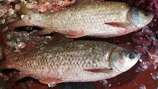 Amazing Huge Rui Live Fish Cutting Skills in Fish Market 2020 Fastest Rui Fish Slicing