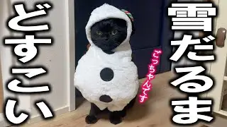 サンタ服がよかったのに…猫たちのクリスマス会