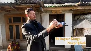 Bu kaptarimiz Kimga nasip qilarkin