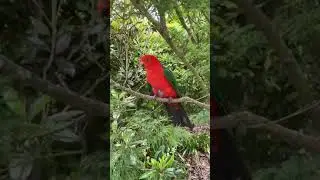 *Sound up 🔊* Another video of the friendly male King Parrots 🦜 who visited my garden