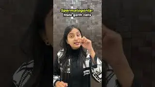Structure of Testis | Human Reproduction #neet #biology #shorts