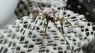 Idolomantis L2