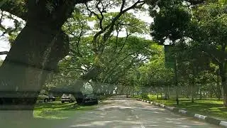 Majestic Raintrees Lined In A Row | Taiping Lake Gardens | Lunch Break