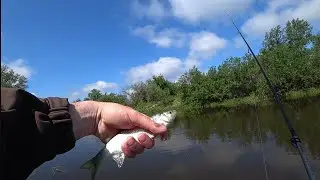 крупный елец на микруху, клюёт как из пулемета!