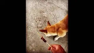 funny dog vines 2021