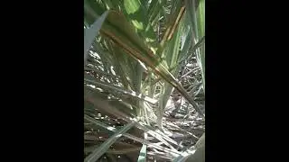 @Red Mittes Sugar Cane#Treatment Oberon Spray@Viral#Short#SugerCane Farming#