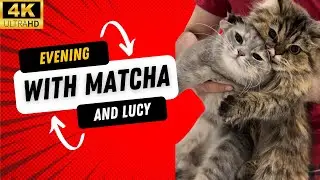 4K A Cozy Evening with My Cats | Relaxing Cat Vlog