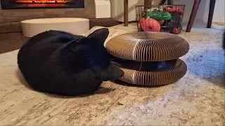 Обзор игрушки-гармошки для кошек от My Cats