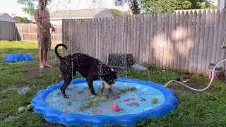 Best Doggy Splash Pool for $20 to Keep Your Dog Cool This Summer