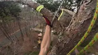 PINE LEANING TOWARDS THE HOUSE
