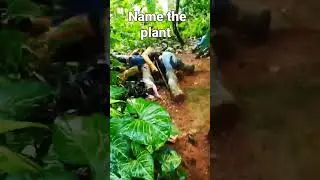 ONAM GAME NAME THE PLANT
