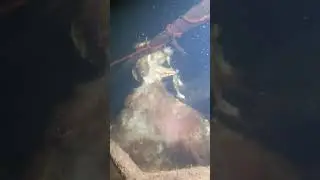 This was a creepy find whilst scuba diving!