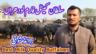 Best Milking Buffalo Farm | Dairy Farming Tips | Nili Ravi Buffalo Farms |Top Gabban Jhotian Farming