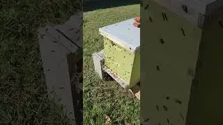 Bee thief. #honeybees #savingthebees #letthembee
