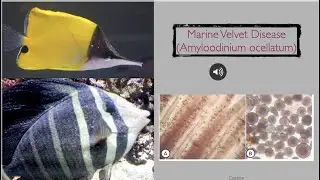 Marine Velvet Disease (Amyloodinium ocellatum)